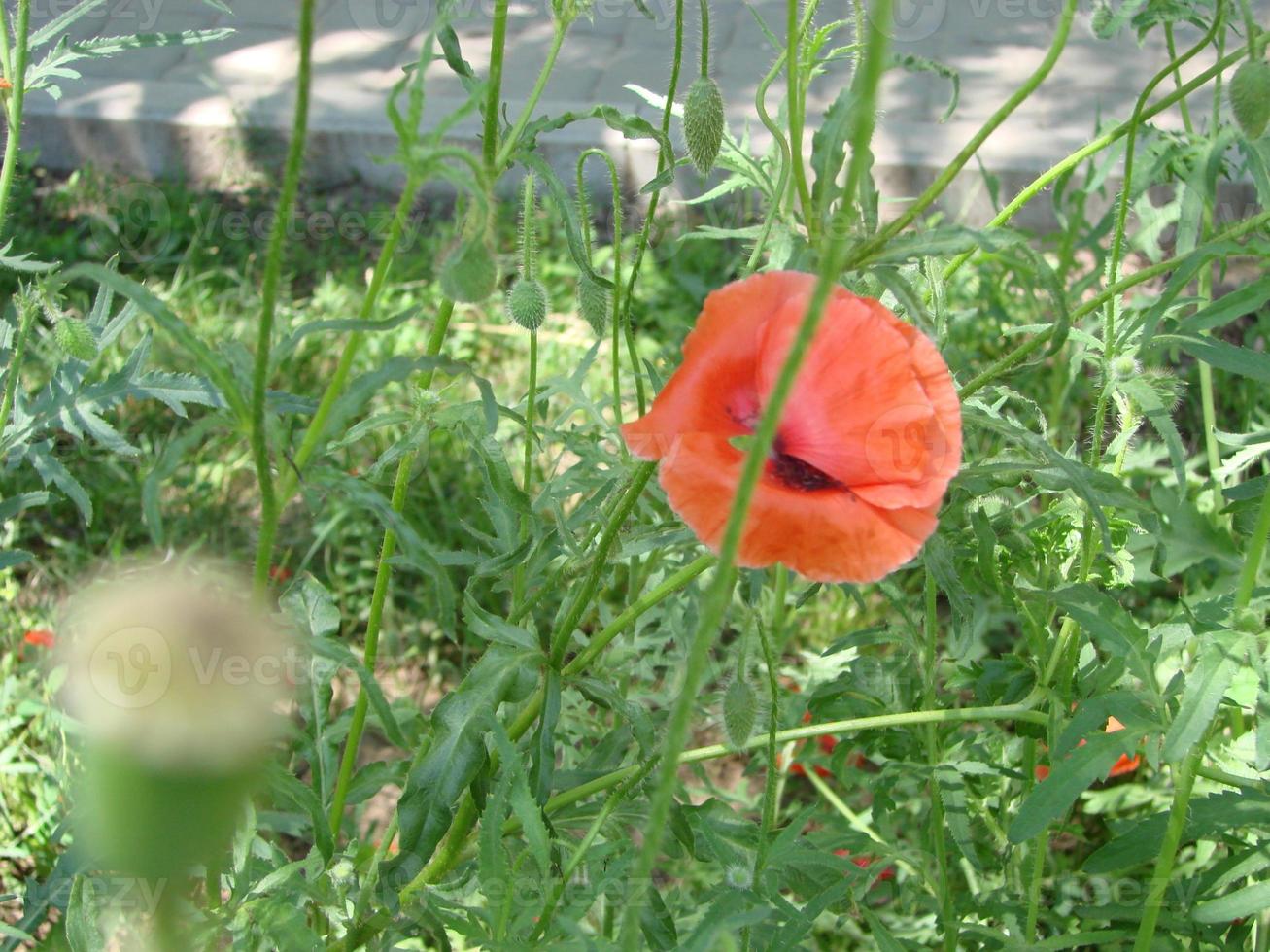 rood papaver bloemen met een bij en tarwe velden Aan de achtergrond. gemeenschappelijk papaver papaver rhoeas foto