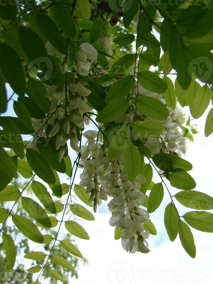 acacia Afdeling robinia pseudoacacia is overvloedig bloeiend met wit bloemen. false acacia. foto