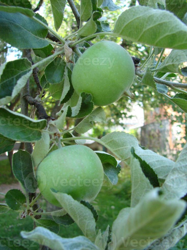 groen appels Aan de boom. appel Afdeling met vruchten. landbouw, biologisch, natuurlijk foto