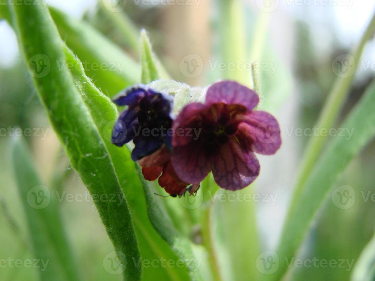 long ria longkruid bloemen Aan groen achtergrond foto