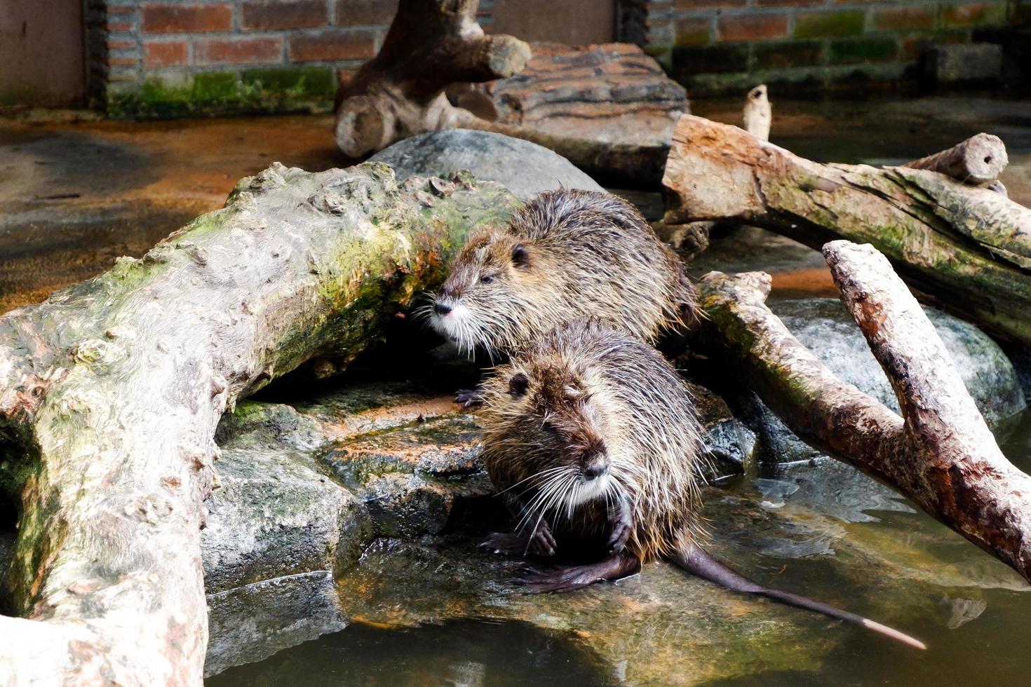 de bever wie was het baden in zijn kooi. foto