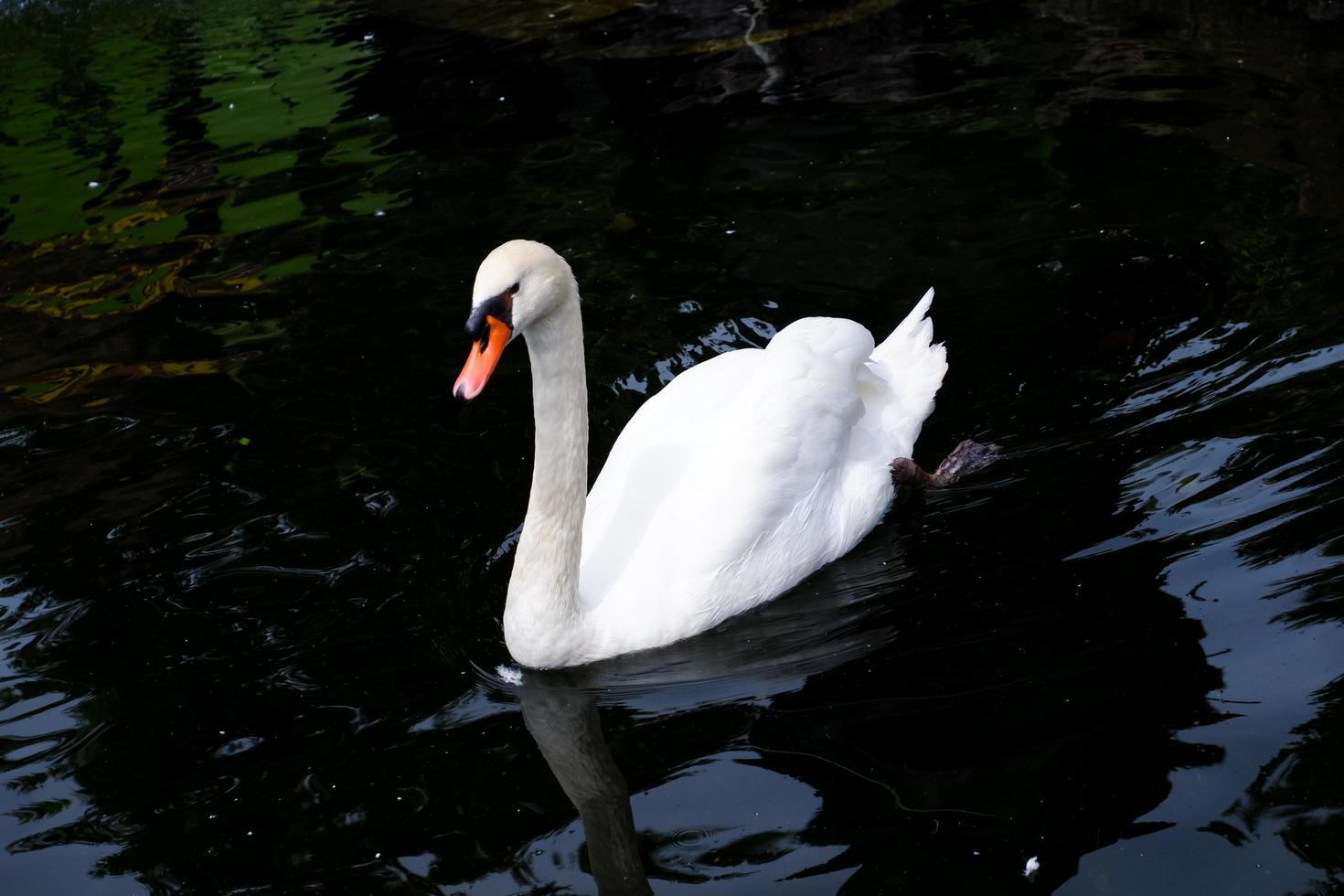 wit zwanen zwemmen in de meer. foto