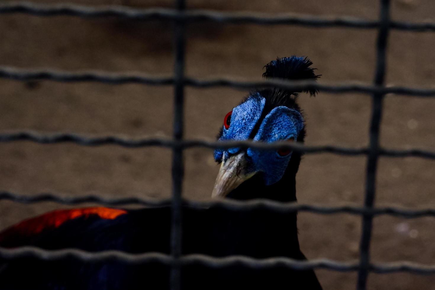 de selectief focus van de bruin halfjaarlijks welke heeft de karakteristiek van hebben een blauw gezicht is in haar kooi. foto