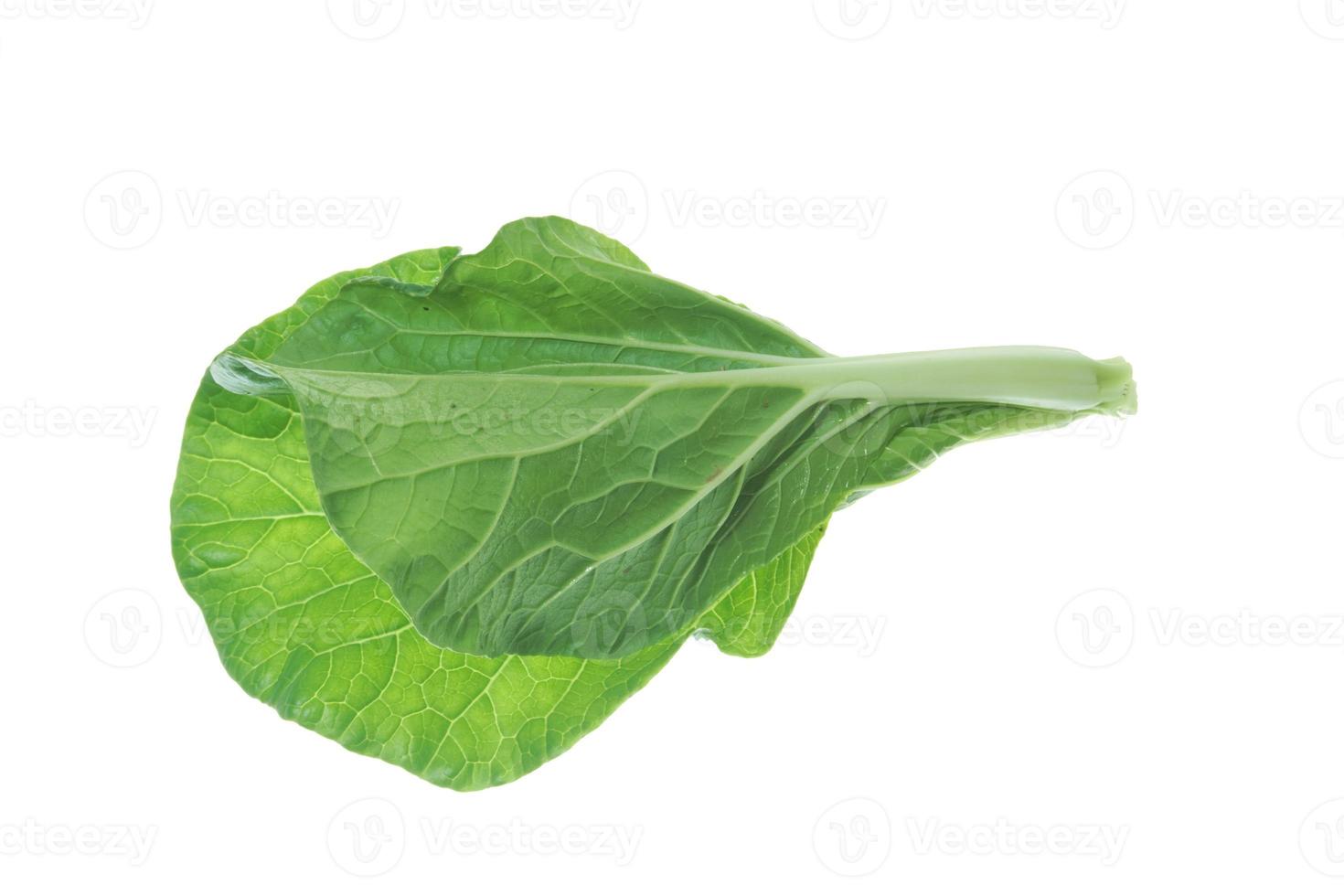 bok choy geïsoleerd Aan wit achtergrond. foto