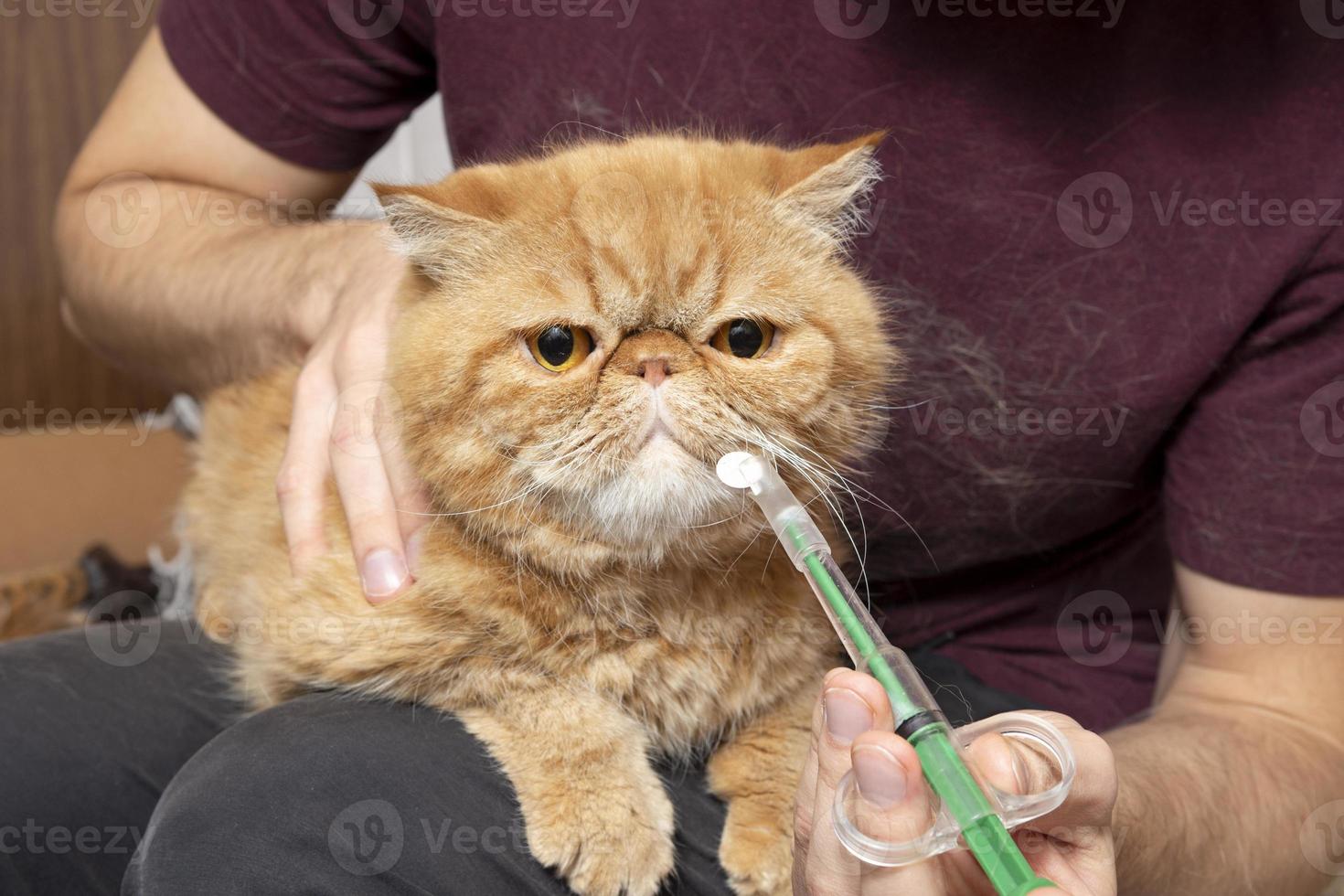 een Mens Bij huis geeft een pil naar een ziek kat van een exotisch kort haar ras. een speciaal injectiespuit voor toedienen verdovende middelen naar dieren. foto