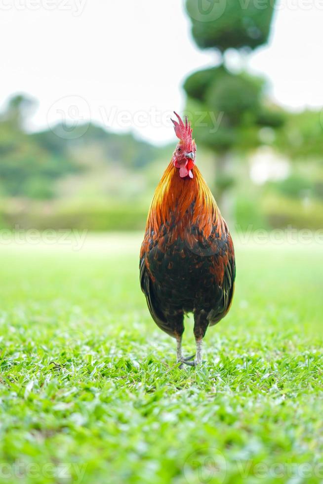 Aziatisch haan kriel pik kuiken rood, oranje zwart en bruin kleur Aan het Bij de breed gras buitenshuis veld. foto