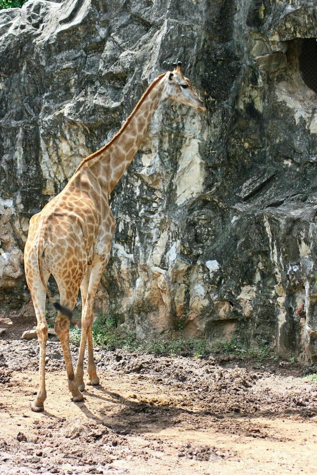 giraffe staand door een rots foto