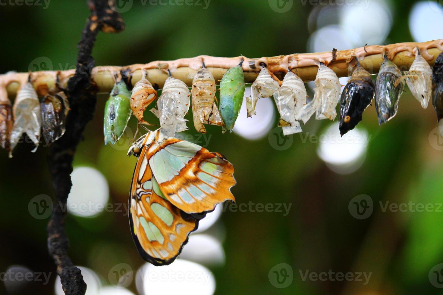 foto van vlinders in een boerderij