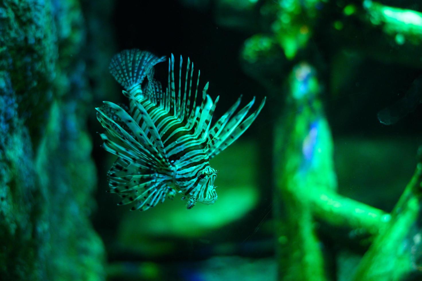 onderwater- wereld. koraalduivel vis in een aquarium foto