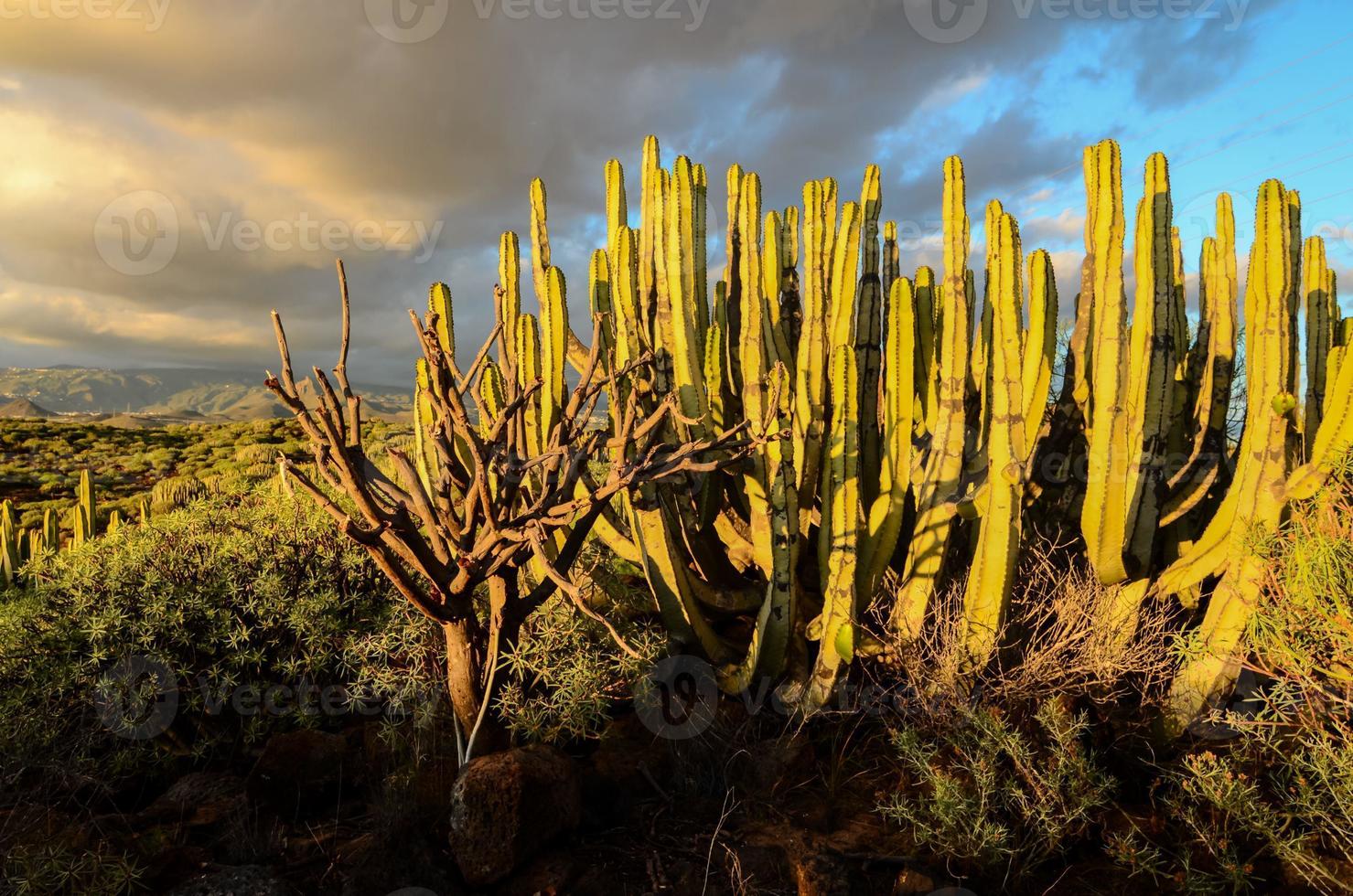 visie met cactus foto