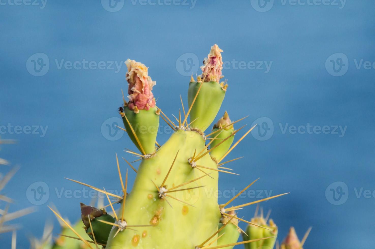 cactus detailopname visie foto
