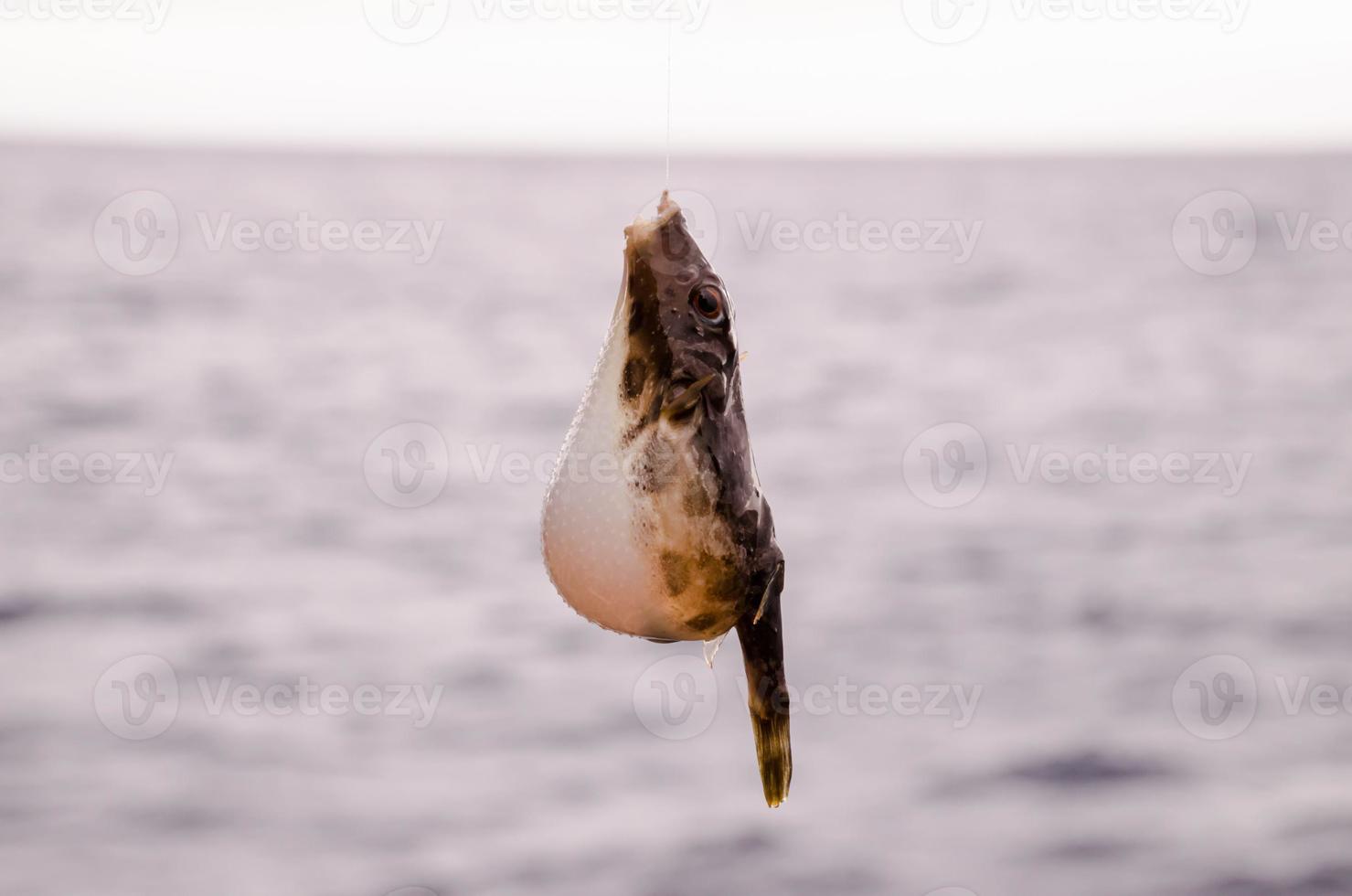 klein vis gevangen Aan de haak foto