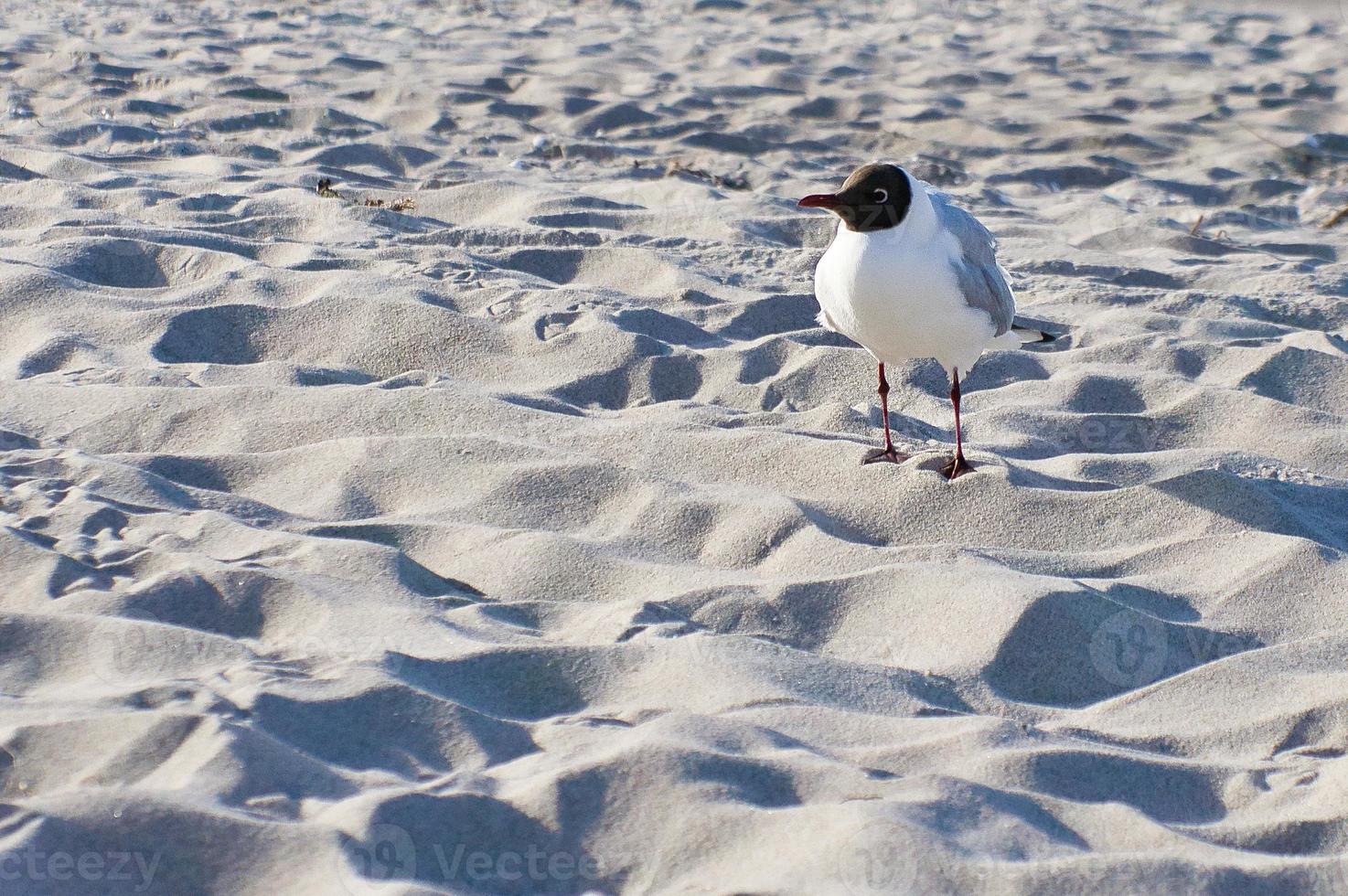 zeemeeuw Aan de strand in zinst. vogel wandelingen door de zand Aan de kust foto