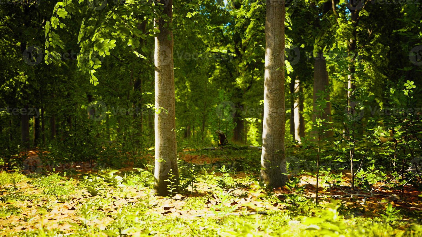 zonnestralen door dikke bomen takken in dicht groen bos foto