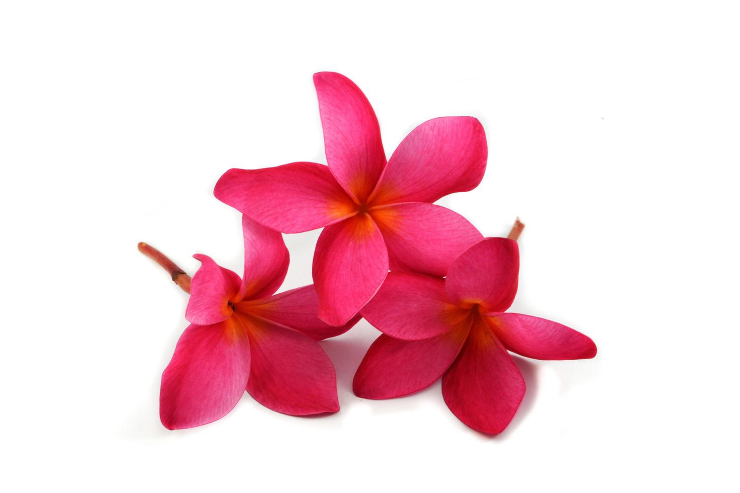 roze bloem geïsoleerd rood frangipani plumeria Aan wit achtergrond foto