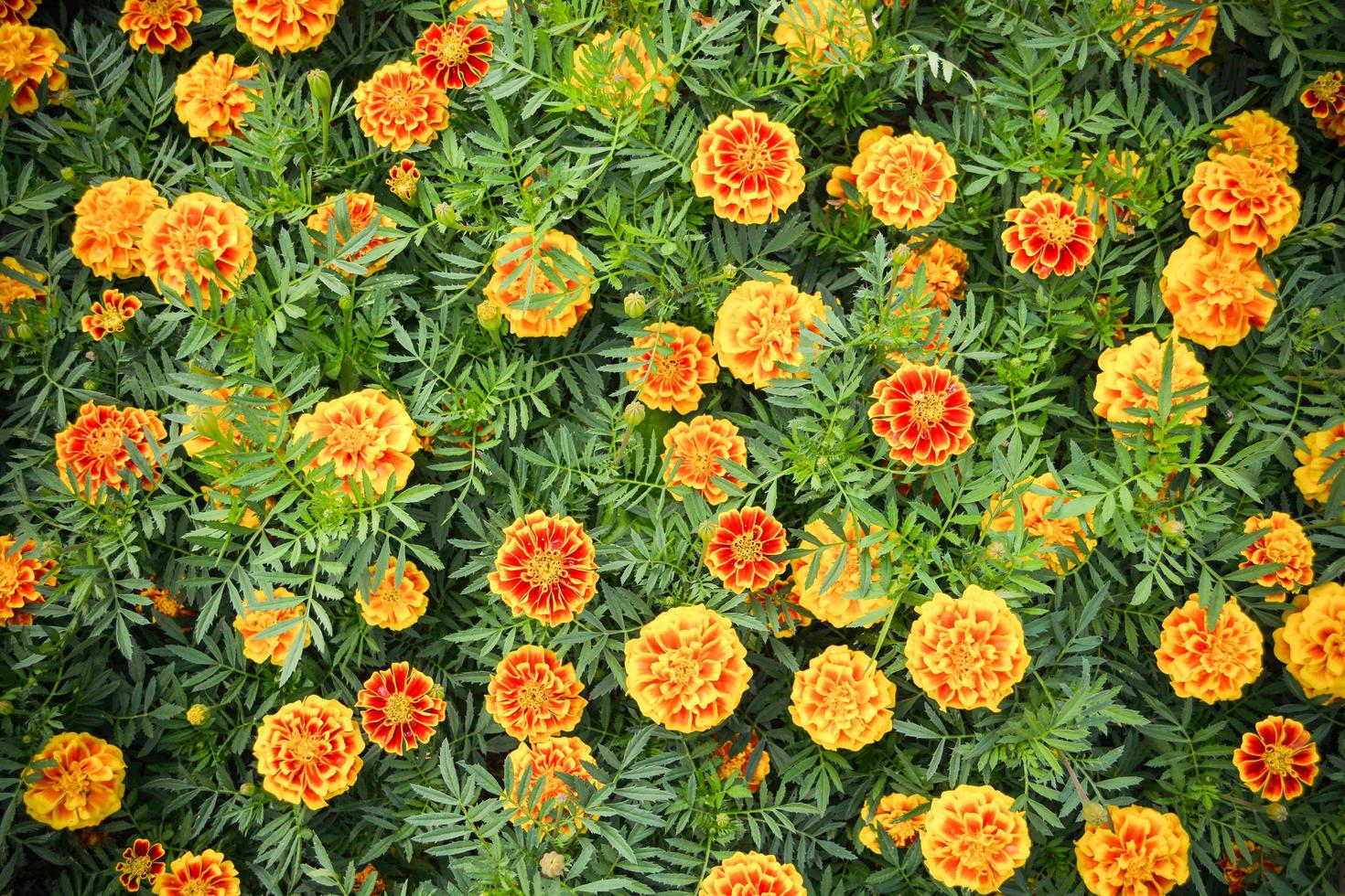 goudsbloem geel bloem fabriek voorjaar zomer tuin Aan achtergrond top visie foto