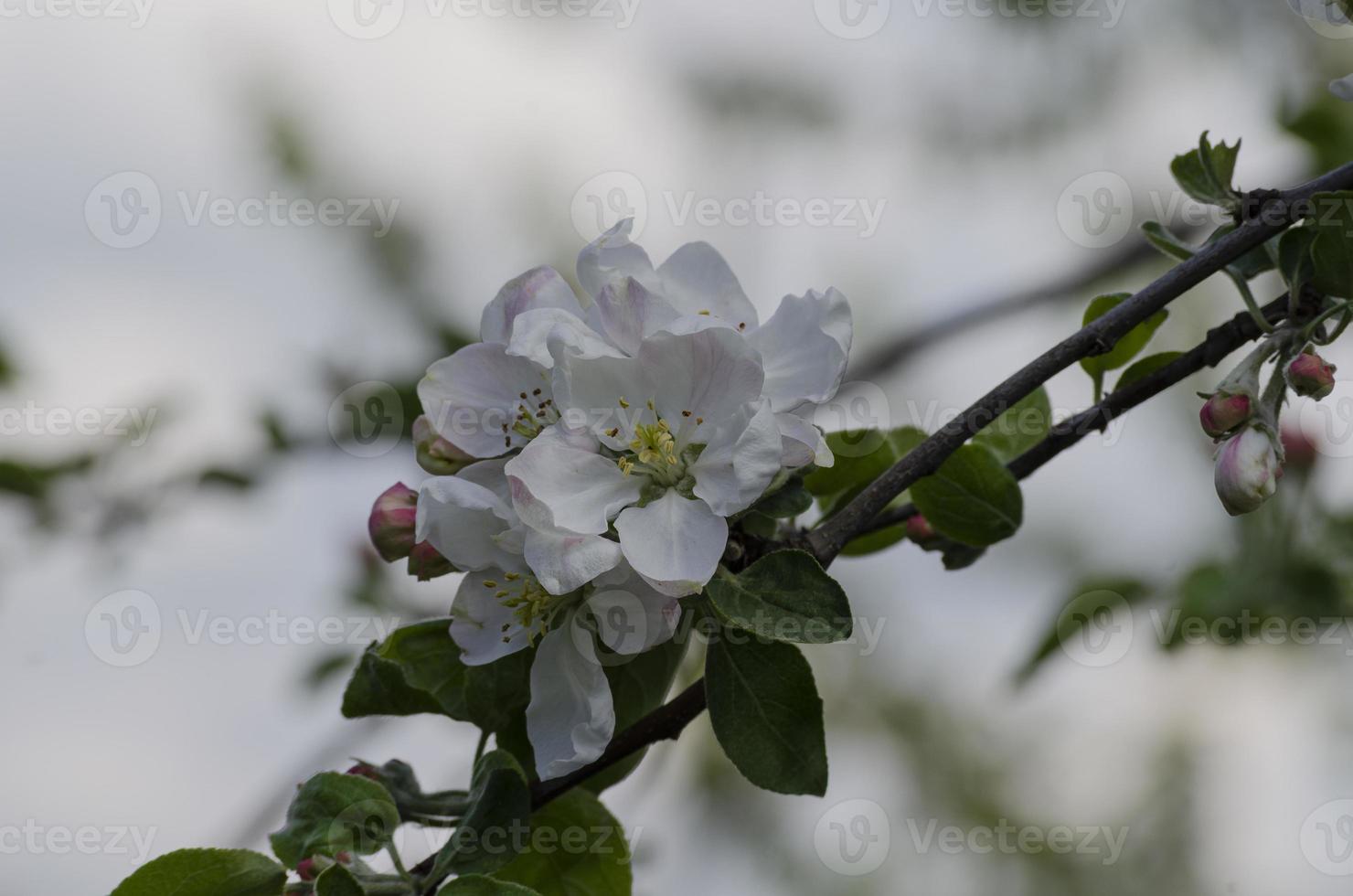 bloeiend appel boom in de lente. roze bloemen van een bloeiend appel boom in voorjaar Aan een zonnig dag detailopname macro in natuur buitenshuis. foto