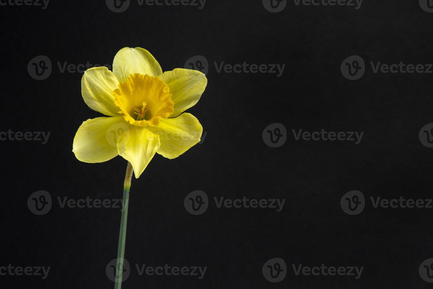 geel gele narcis bloem Aan de zwart achtergrond foto