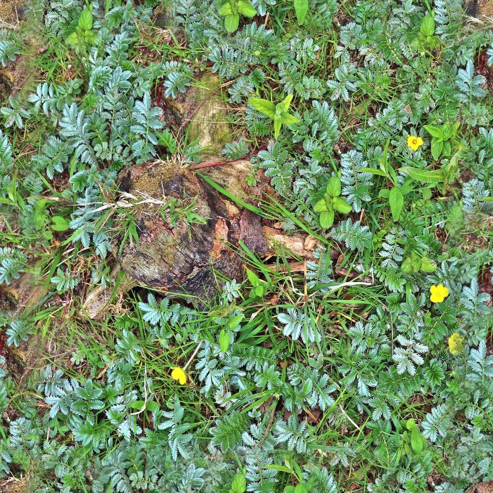 hoog resolutie naadloos structuur van een Woud grond met herfst bladeren en noten foto