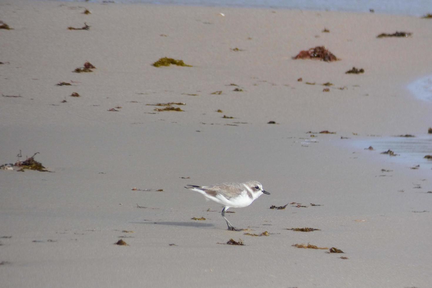 oiseaux solitairen sur le sable de la strand foto