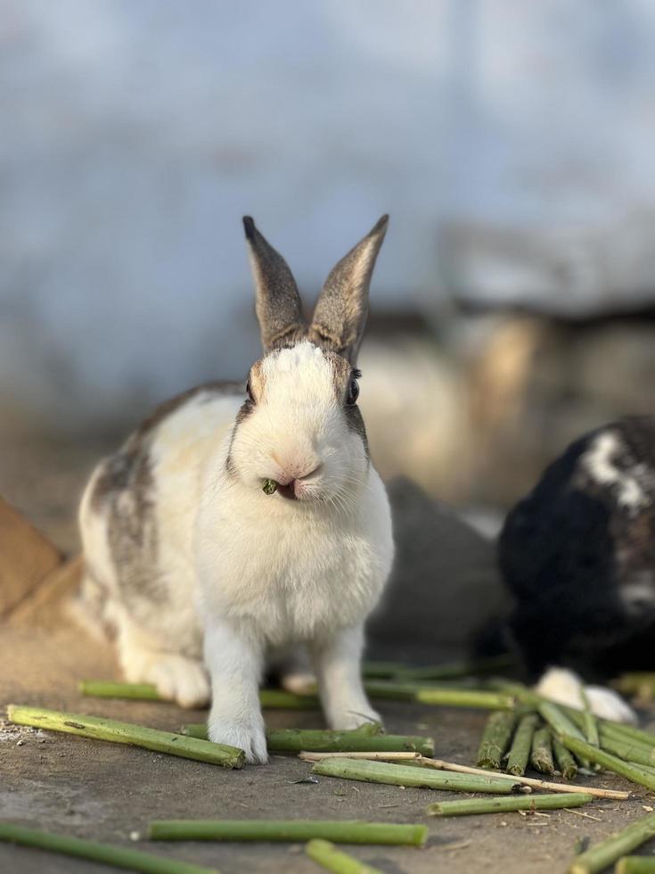 konijnen zijn aan het eten bruto foto