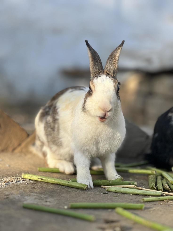 konijnen zijn aan het eten bruto foto