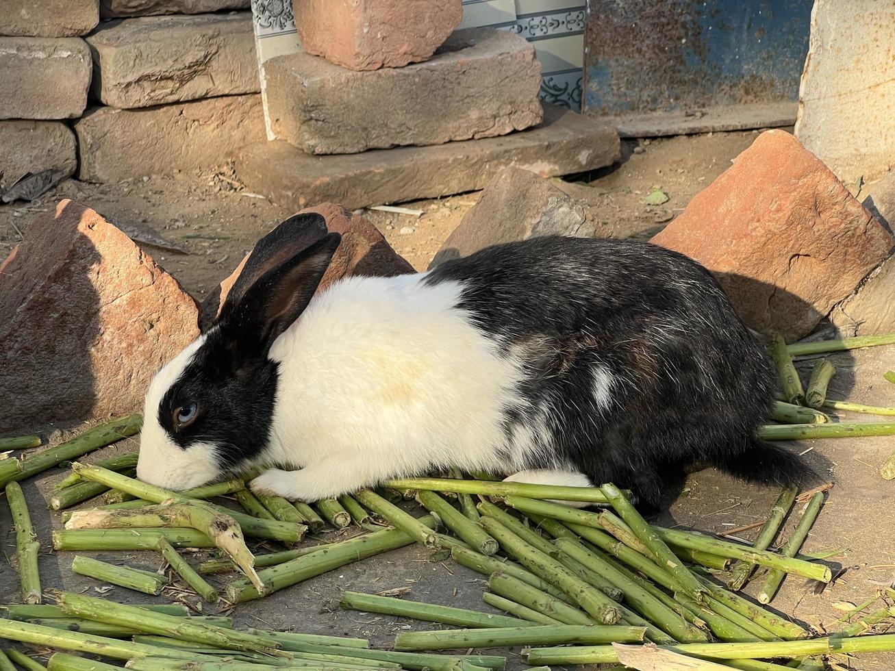 konijnen zijn aan het eten bruto foto