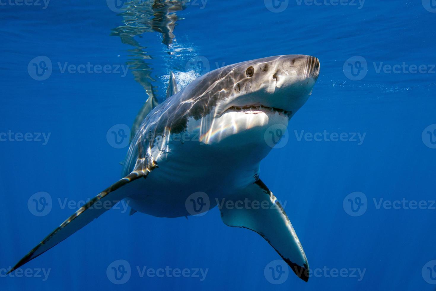 Super goed wit haai klaar naar aanval foto