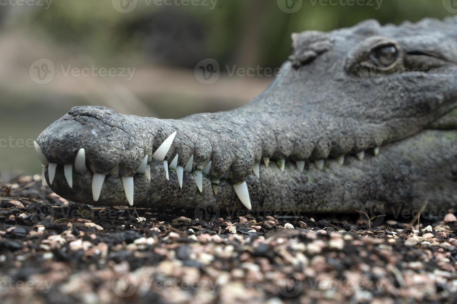 krokodil dichtbij omhoog detail portret foto