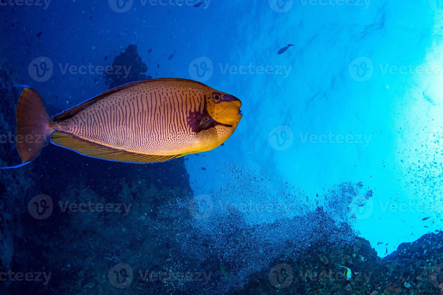 geel snapper lutjanidae terwijl duiken Maldiven foto