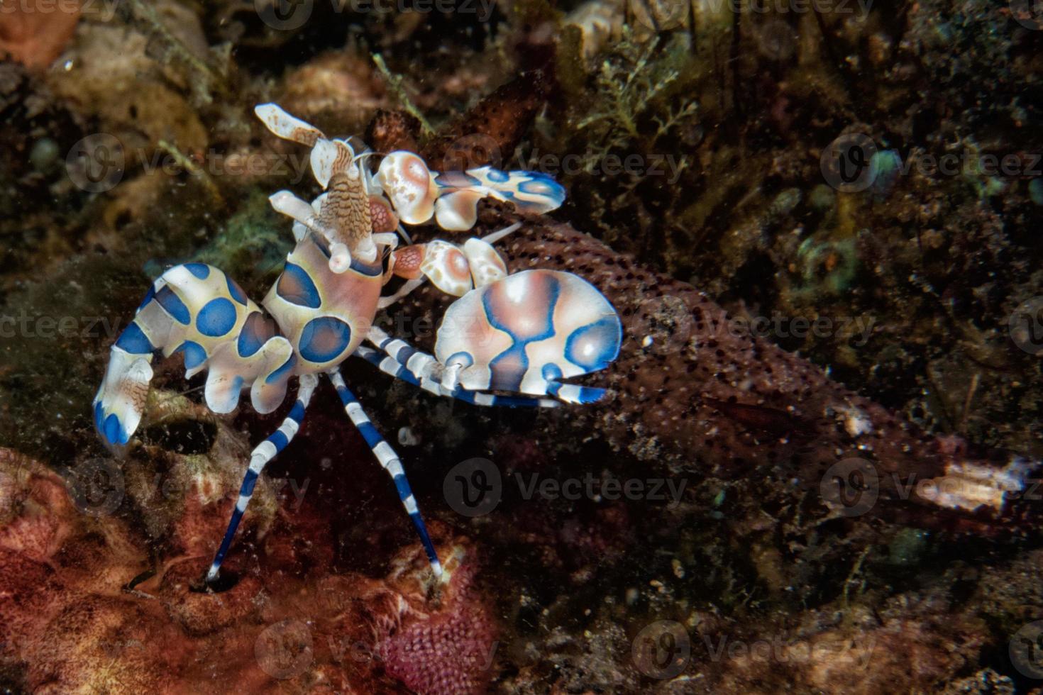 harlekijn garnaal hymenocera elegans picta dichtbij omhoog foto