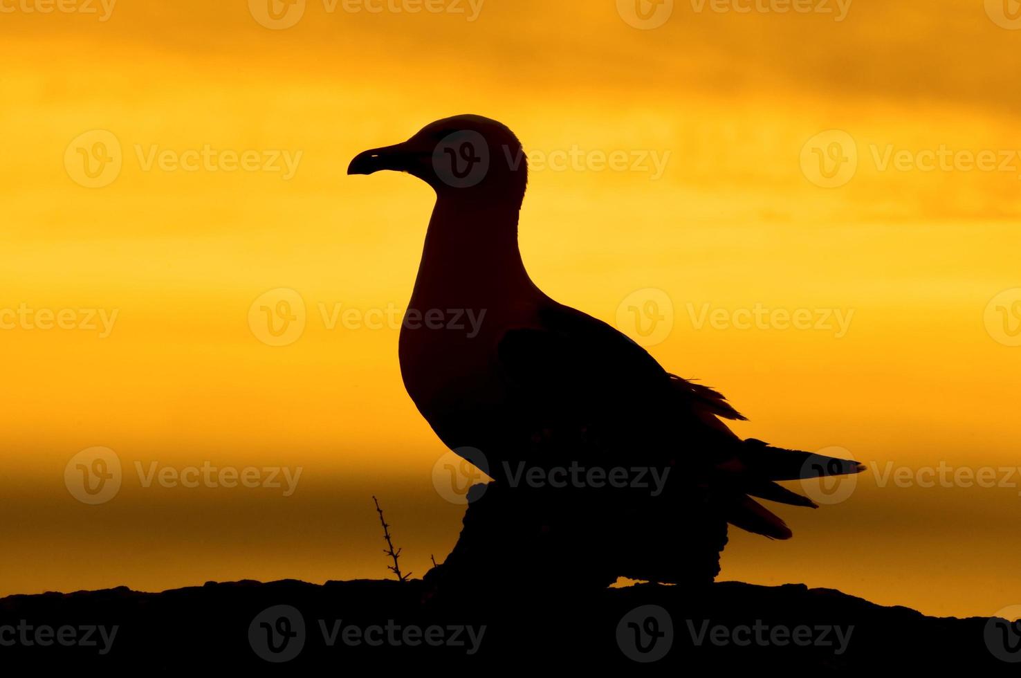 een zeemeeuw silhouet Aan de oranje achtergrond foto