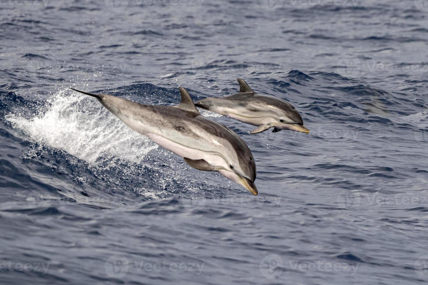 baby pasgeboren dolfijn terwijl jumping buiten de zee met moeder foto