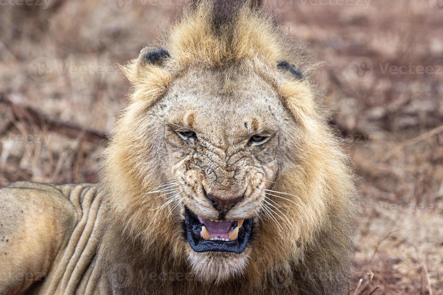 mannetje leeuw in Kruger park zuiden Afrika foto