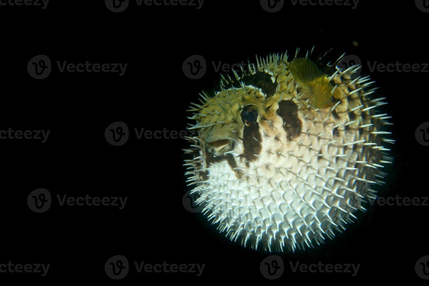 een opgeblazen stekelvarken vis in de zwart achtergrond in cebu Filippijnen foto