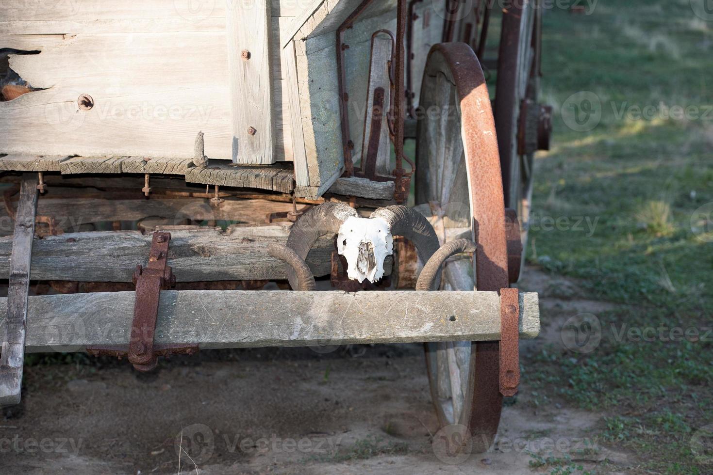 schapen schedel Aan ver west wagon foto