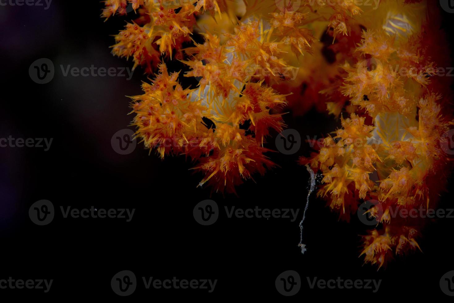 moeilijk koraal macro detail terwijl duiken in Indonesië foto