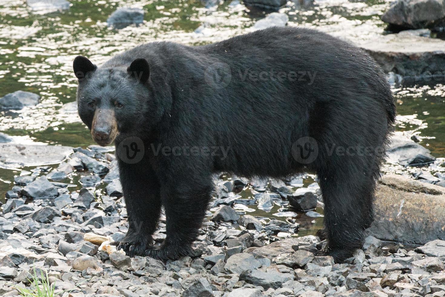 zwart beer terwijl kruispunt de rivier- foto