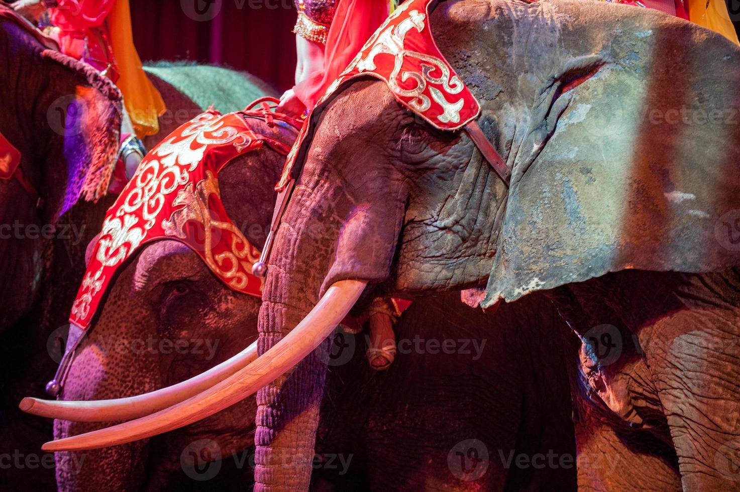 circus olifant dichtbij omhoog detail Aan de zwart foto