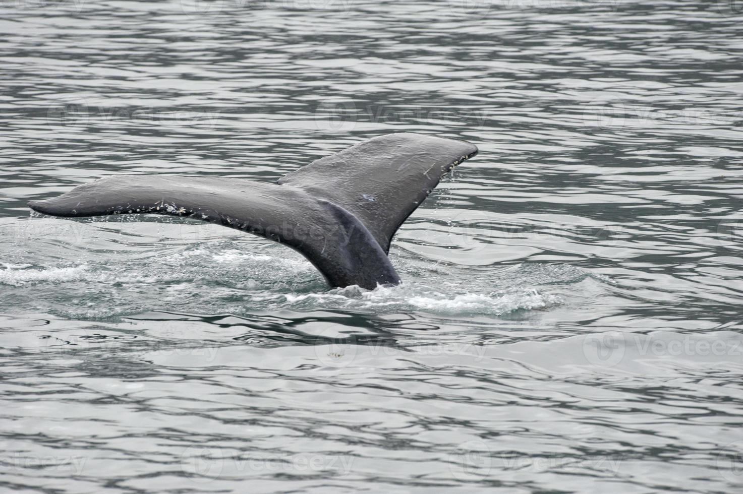 gebochelde walvis in Alaska foto