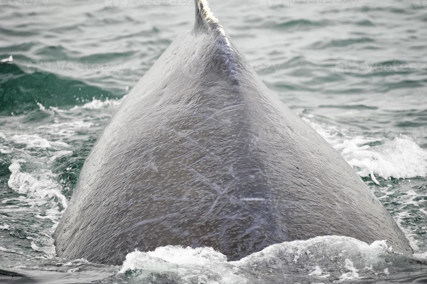 gebochelde walvis heel dichtbij terwijl gaan naar beneden in gletsjer baai Alaska foto