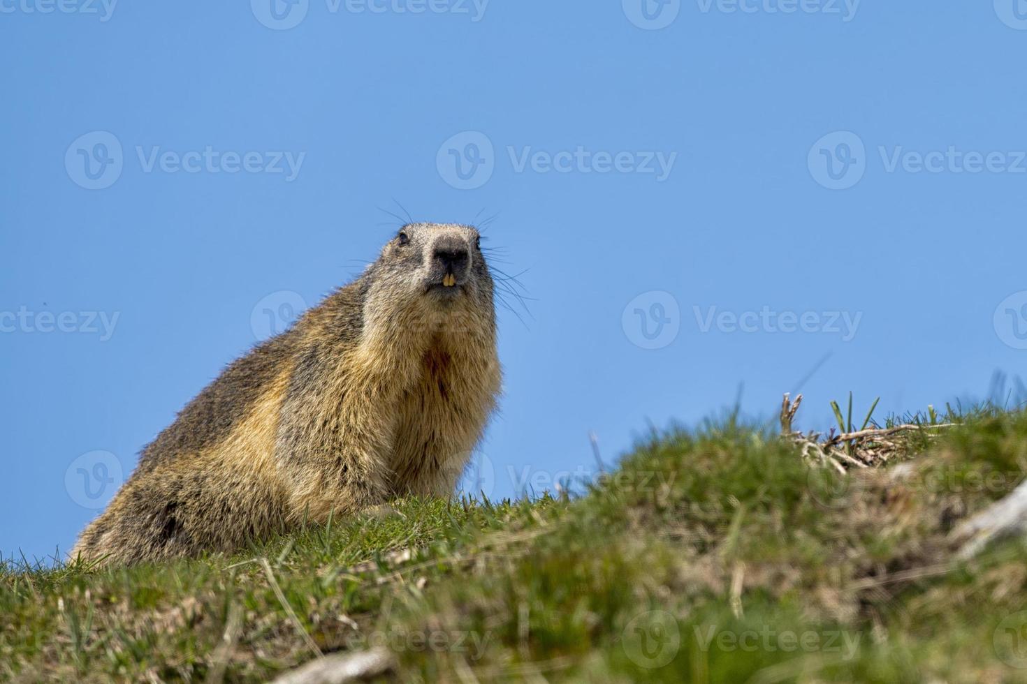 een marmot portret foto