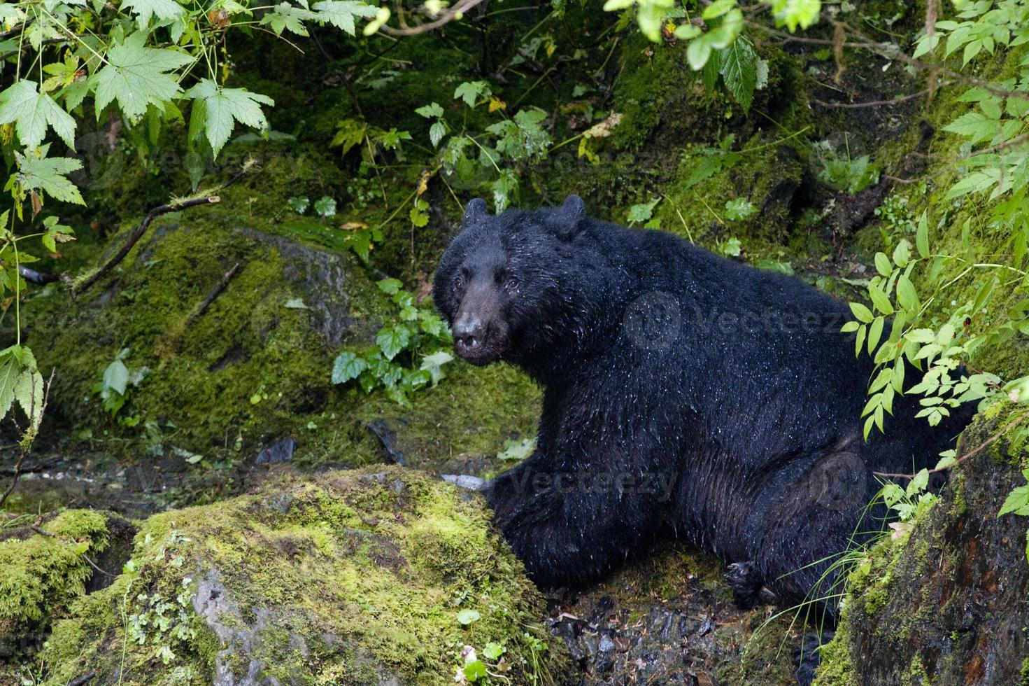 geïsoleerd zwart beer terwijl aan het eten een Zalm in Alaska foto