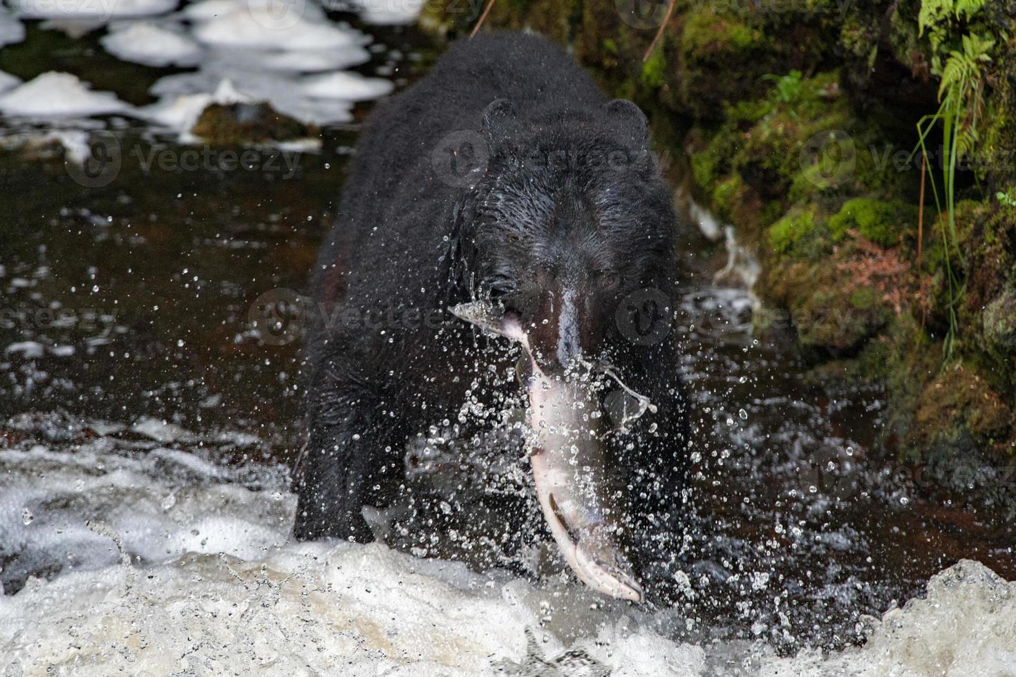 zwart beer aan het eten een Zalm in Alaska foto
