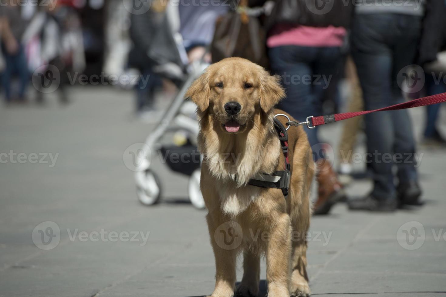 golden retriever hond foto