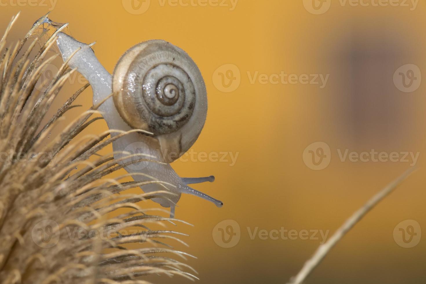 een slak Aan de geel achtergrond foto