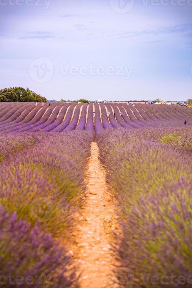 panoramisch visie van Frans lavendel veld- Bij zonsondergang. zonsondergang over- een paars lavendel veld- in Provence, Frankrijk, valensole. zomer natuur landschap. mooi landschap van lavendel veld, boost omhoog kleuren foto