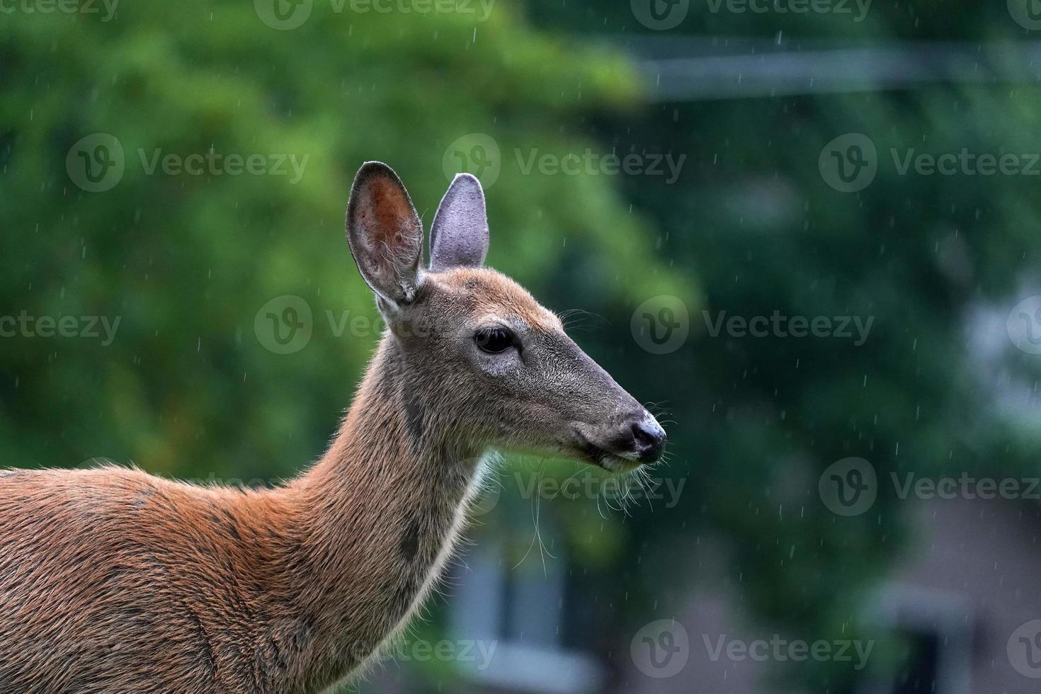 wit staart hert portret onder de regen in de buurt de huizen in nieuw york staat provincie platteland foto