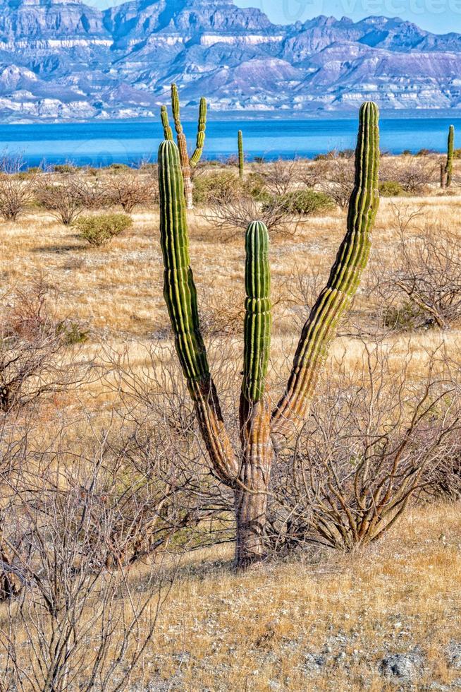 Californië reusachtig woestijn cactus dichtbij omhoog foto