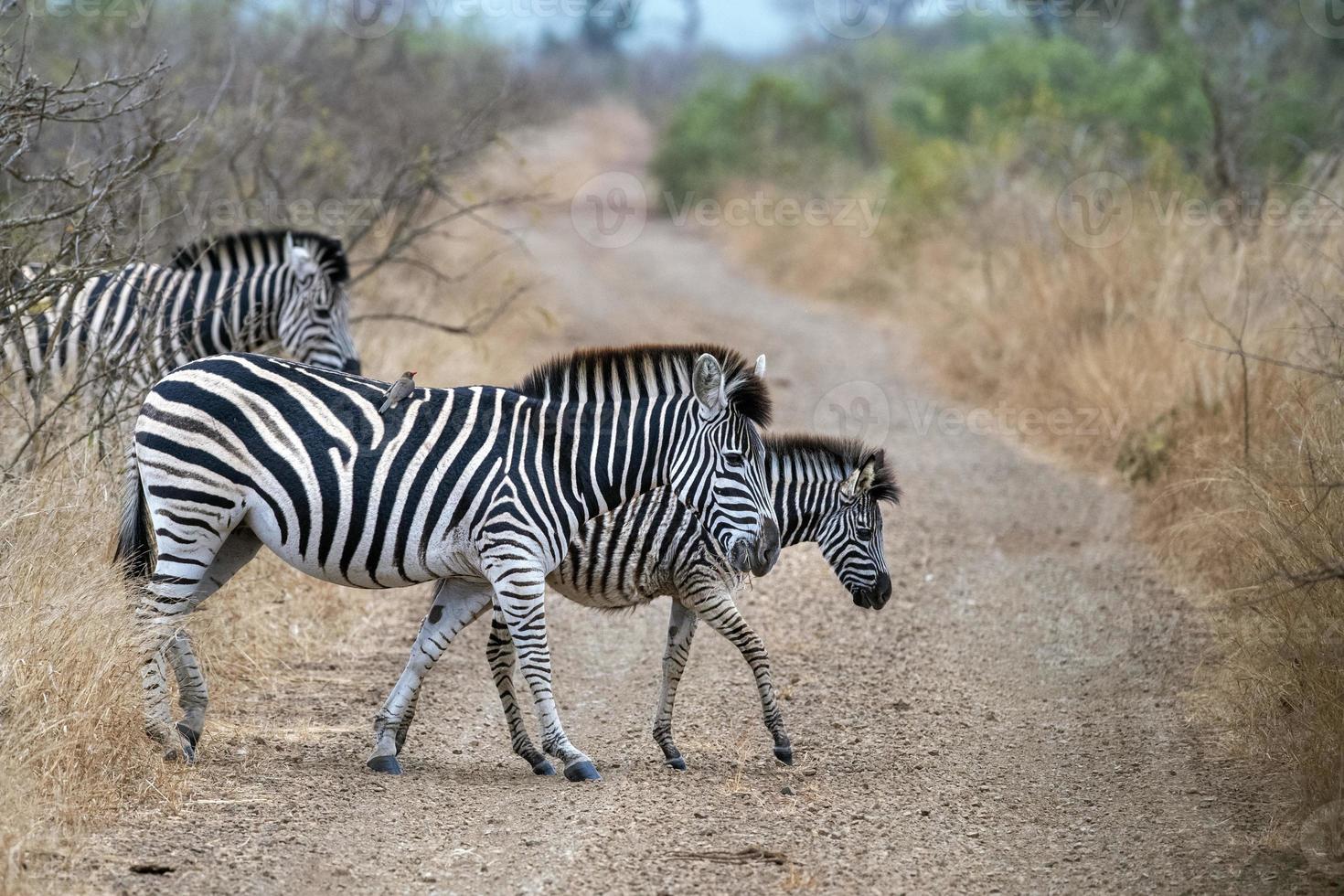 zebra kruispunt in Kruger park zuiden Afrika foto